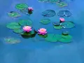 Nénuphars roses et verts sur un étang bleu, évoquant les célèbres séries de Claude Monet.
