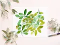 Un dessin à l'aquarelle de feuilles d'eucalyptus vertes et jaunes sur du papier blanc, entouré de vraies branches d'eucalyptus.