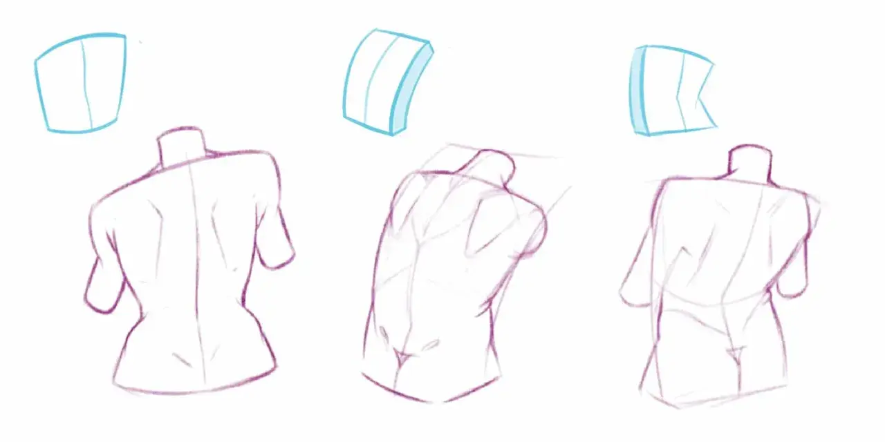 Trois études de torse humain en dessin observation, montrant différentes perspectives et volumes.