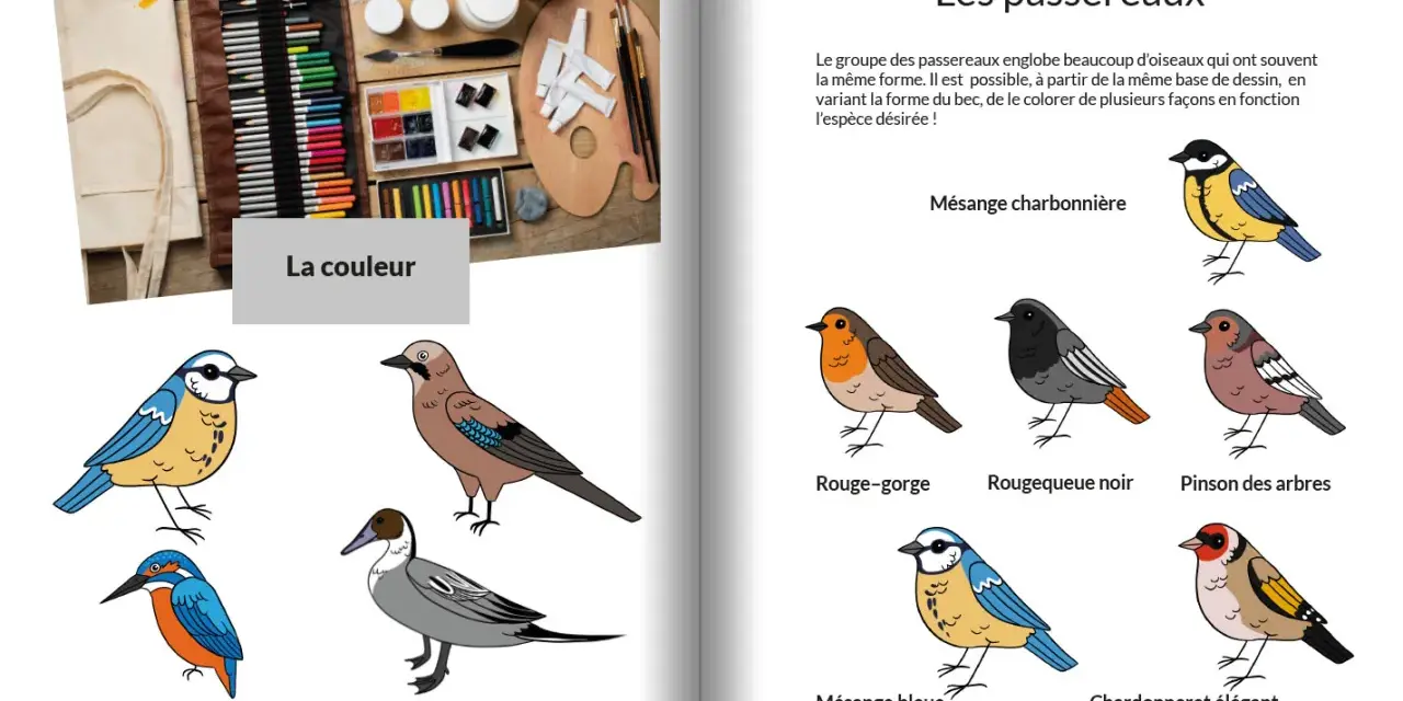 Un oiseau dessin couleur, un rouge-gorge, une mésange bleue et d'autres oiseaux illustrés.