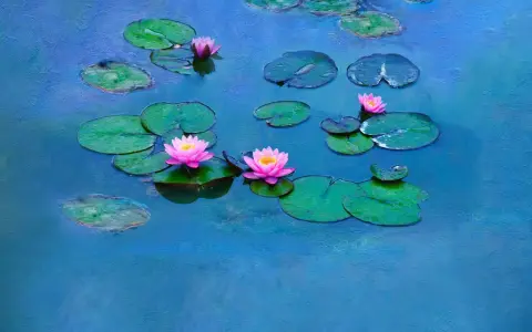 Nénuphars roses et verts sur un étang bleu, évoquant les célèbres séries de Claude Monet.