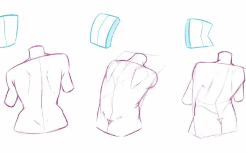 Trois études de torse humain en dessin observation, montrant différentes perspectives et volumes.