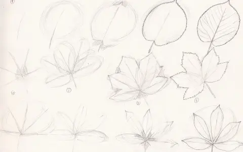 Dessin au crayon d'une plante tombante, montrant différentes étapes de création de feuilles.