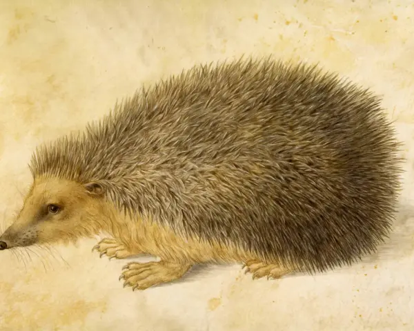 Un hérisson aux piquants réalistes, un de ces animaux qui semblent durer à travers les âges, sur un fond jauni.