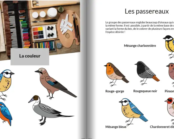 Un oiseau dessin couleur, un rouge-gorge, une mésange bleue et d'autres oiseaux illustrés.