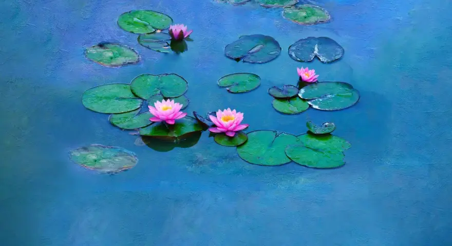 Nénuphars roses et verts sur un étang bleu, évoquant les célèbres séries de Claude Monet.