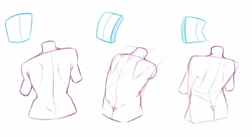 Trois études de torse humain en dessin observation, montrant différentes perspectives et volumes.