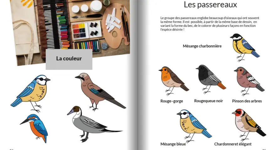 Un oiseau dessin couleur, un rouge-gorge, une mésange bleue et d'autres oiseaux illustrés.